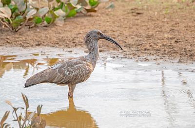 Grijze ibis - Plumbeous ibis - Theristicus caerulescens