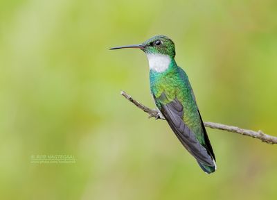 Witkeelkolibrie - White-throated Hummingbird - Leucochloris albicollis