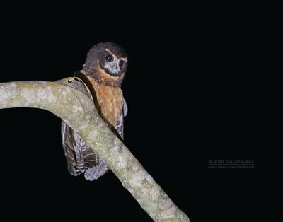 Geelmaskeruil - Tawny-Browed Owl - Pulsatrix koeniswaldiana