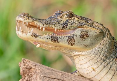 Yacarekaaiman - Yacare caiman - Caiman yacare