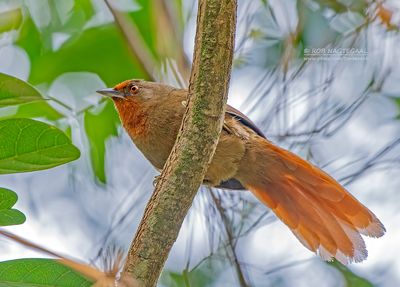 Roodoogstekelkruin - Orange-eyed Thornbird - Phacellodomus erythrophthalmus