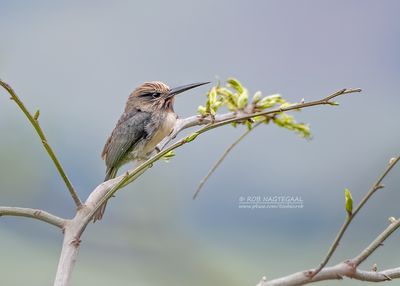 Drieteenglansvogel - Three-toe Jacamar - Jacamaralcyon tridactyla