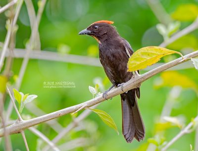 Vuurkuiftangare - Flame-crested tanager - Loriotus cristatus