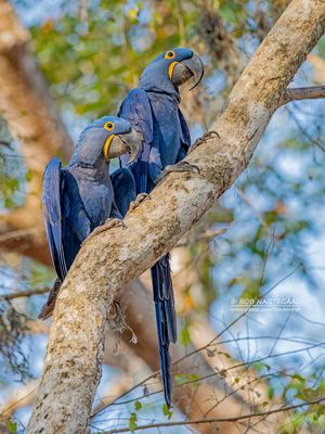 Hyacintara - Hyacinth macaw - Anodorhynchus hyacinthinus