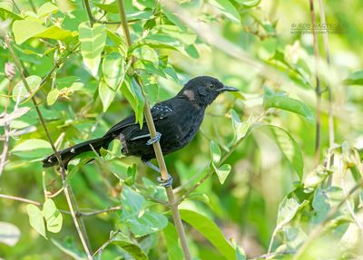 Mato-Grossomiervogel - Mato Grosso antbird - Cercomacra melanaria