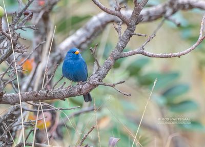 Kobaltgors - Blue Finch - Rhopospina caerulescens