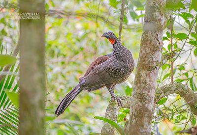 Grijspootsjakohoen - Dusky-legged Guan - Penelope obscura