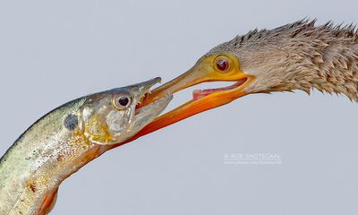 Amerikaanse Slangenhalsvogel - Anhinga - Anhinga anhinga