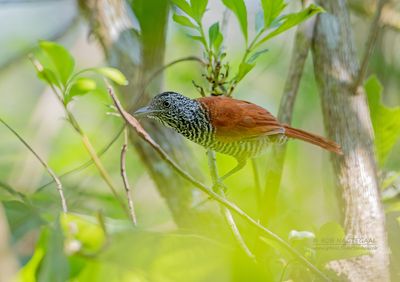 Gestreepte mierklauwier - Chestnut-backed Antshrike - Thamnophilus palliatus