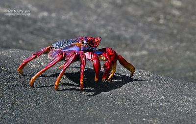 Rode Rotskrab - Sally Lightfoot Crab - Grapsus adscensionis