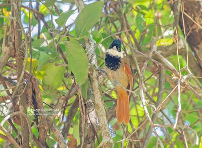 Witbaardmierklauwier - White-bearded Antshrike - Biatas nigropectus