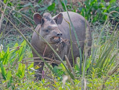 Zuid-Amerikaanse tapir - Lowland Tapir - Tapirus terrestris