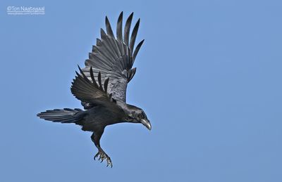 Raaf - Raven - Corvus corax