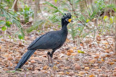 Maskerhokko - Bare-faced Curassow - Crax fasciolata