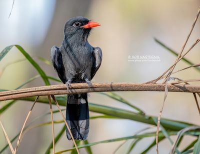 Zwartvoorhoofdtrappist - Black-fronted Nunbird - Monasa nigrifrons