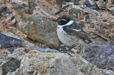 Canarische roodborsttapuit - Canary Islands stonechat - Saxicola dacotiae