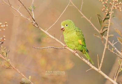 Chiririparkiet - Yellow-chevroned parakeet - Brotogeris chiriri
