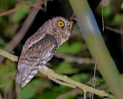 Zwartkapschreeuwuil - Black-Capped Screach owl - Megascops atricapilla