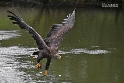 Zeearend - White-tailed Eagle - Haliaeetus albicilla