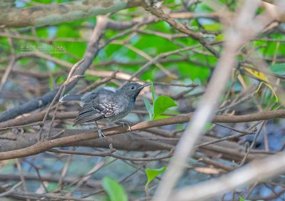 Oevermierkruiper - Band-Tailed Antbird - Hypocnemoides maculicauda