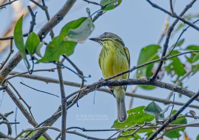 Streepnektodietiran - Stripe-necked Tody-Tyrant - Hemitriccus striaticollis