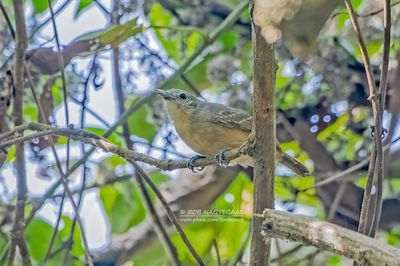 Witflankmiersluiper - White-Flanked Antwren - Myrmotherula axillaris