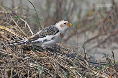 Longspurs and Snow Buntings