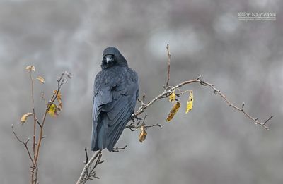 Zwarte Kraai - Crow - Corvus corone