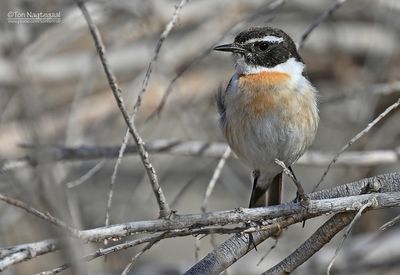 Canarische roodborsttapuit - Canary Islands stonechat - Saxicola dacotiae
