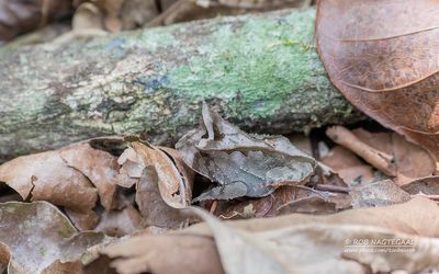 Boie's kikker - Boie's frog - Proceratophrys boiei