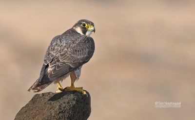 Barbarijse valk - Barbary Falcon - Falco peregrinus pelegrinoides