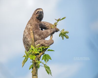 Kapucijnluiaard - Brown-throated sloth - Bradypus variegatus