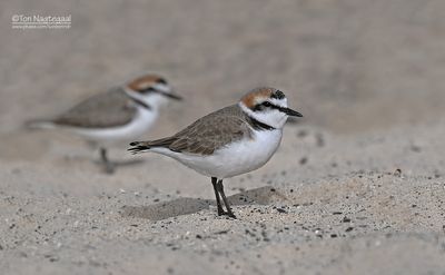 Strandplevier - Kentish plover - Charadrius alexandrinus