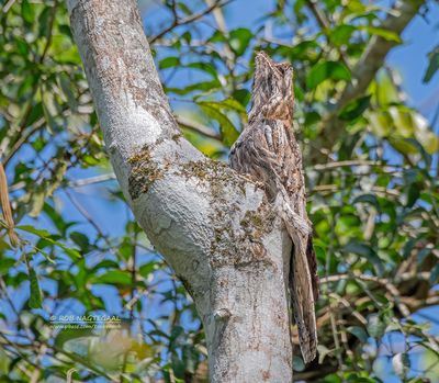 Wigstaartreuzennachtzwaluw - Long-tailed Potoo - Nyctibius aethereus