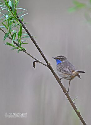 Blauwborst - Bluethroat - Luscinia svecica