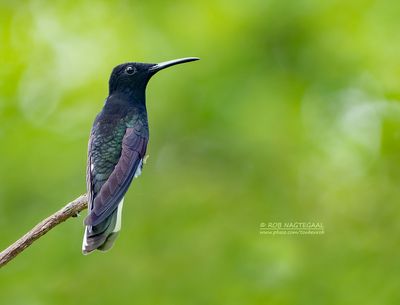 Rouwkolibrie - Black Jacobin - Florisuga fusca