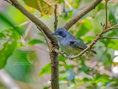 Bosmiervireo - Plain Antvireo - Dysithamnus mentalis