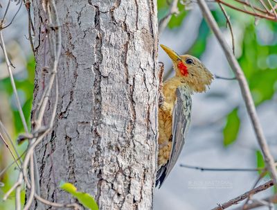 Strogele specht - Cream-colored Woodpecker - Celeus flavus