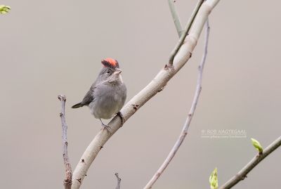 Grijze kroongors - Grey-Pileated Finch - Coryphospingus pileatus