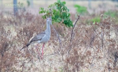 Kuifseriema - Red-legged seriema - Cariama cristata