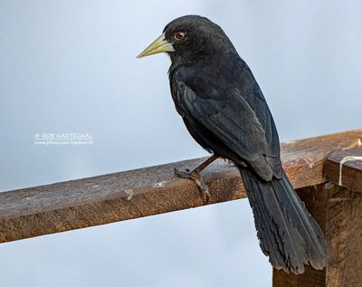 Zwarte buidelspreeuw - Solitary Black Cacique - Cacicus solitarius