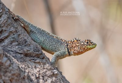 Chaco spiny lizard - Tropidurus spinulosus