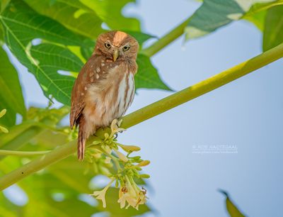 Magelhaendwerguil -  Ferruginous Pygmy-Owl - Glaucidium brasilianum