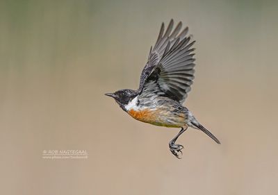 Roodborsttapuit - Stonechat - Saxicola rubicola