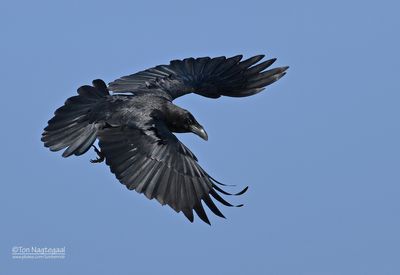 Raaf - Raven - Corvus corax