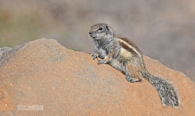 Barbarijse grondeekhoorn - Barbary ground squirrel - Atlantoxerus getulus