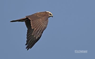 Bruine Kiekendief - Western Marsh Harrier - Circus aeruginosus