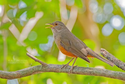 Roodbuiklijster - Rufous-bellied Thrush - Turdus rufiventris