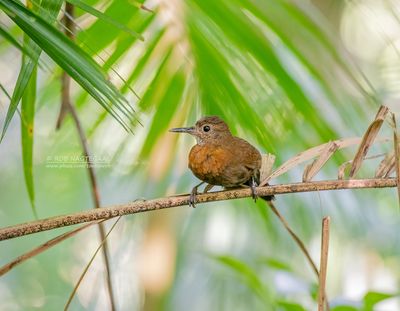 Roodborstbladkrabber - Rufous-breasted Leaftoaser - Sclerurus scansor