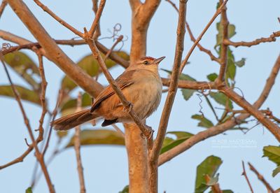 Roodkapstekelkruin - Rufous-fronted Tornbird - Phacellodomus rufifrons